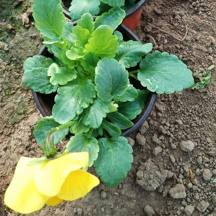 森灏三色堇种植基地 大量供应观赏三色堇盆苗