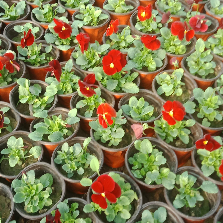 时令花卉三色堇 森灏花卉 冬季草花三色堇批发