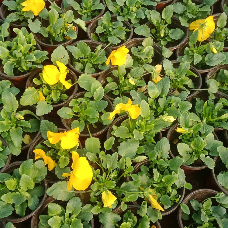 三色堇 批发三色堇盆栽 青州花卉市场行情