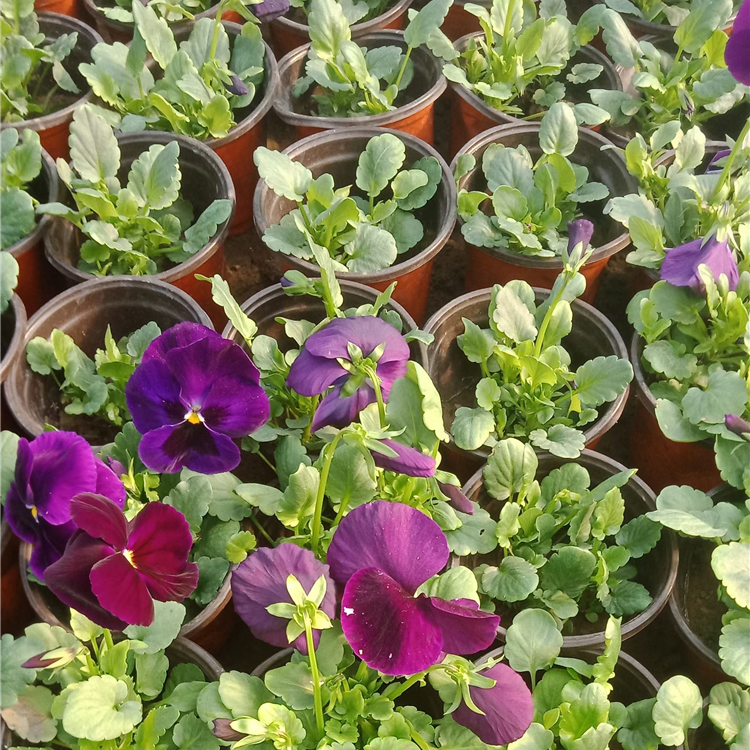 三色堇价格 青州三色堇杯苗 庭院花卉