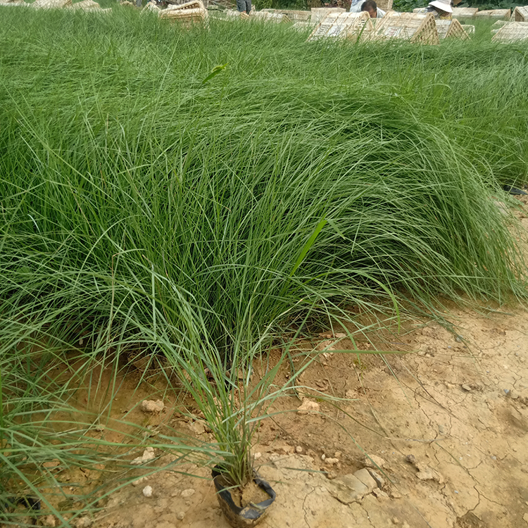 花海植物 粉黛乱子草小苗 基地批发