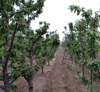 樱桃树小苗 果树苗采购基地 山东樱桃树行情
