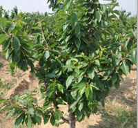 樱桃树种植基地 基地直销 青州樱桃树小苗