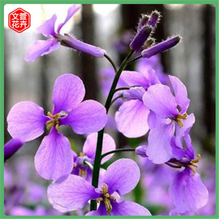 青州二月兰小苗批发 出售宿根花卉二月兰 二月兰小苗批发