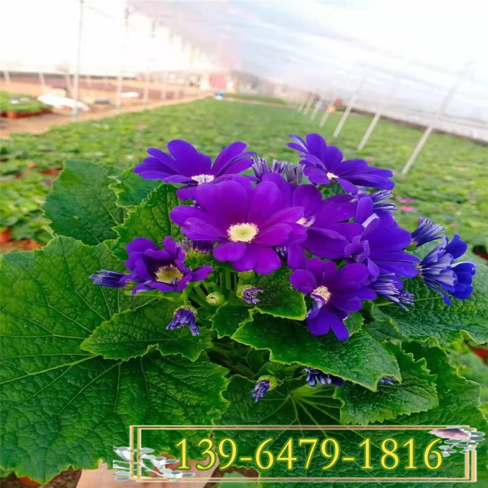 紫色瓜叶菊盆栽种植基地 冬季租摆花卉 瓜叶菊小区绿化常用花价格