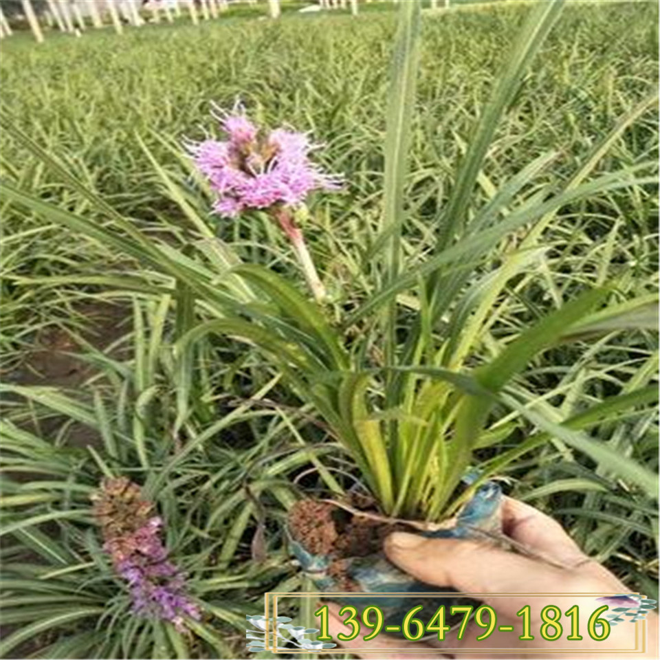 青州蛇鞭菊小杯苗 购买蛇鞭菊小苗 开花开的久花卉