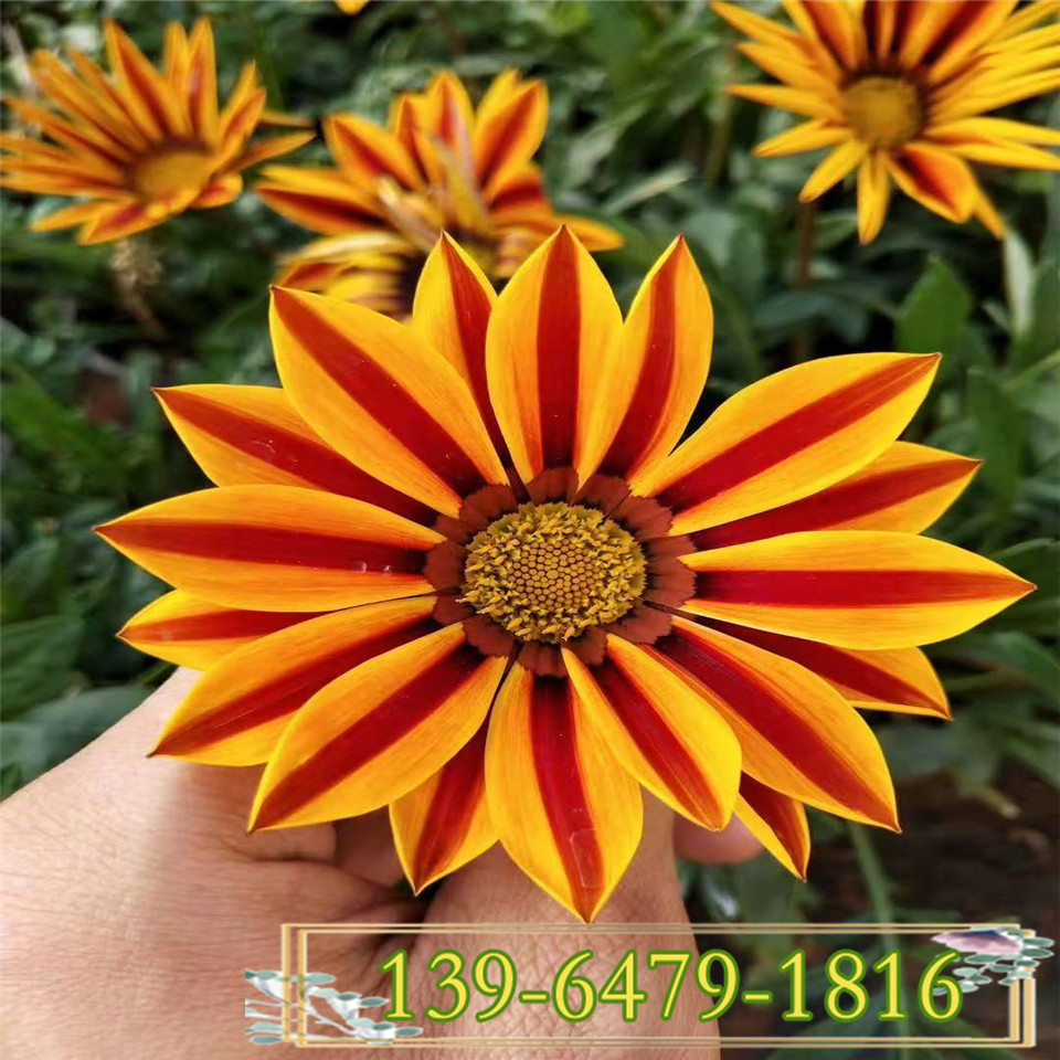 青州勋章菊花卉市场价格 耐寒开花多花卉 勋章菊带花盆发货