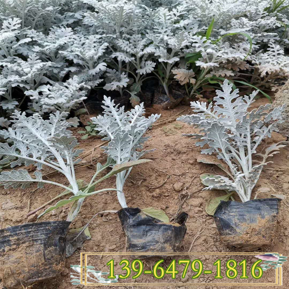 银叶菊花苗报价 批发耐寒宿根银叶菊带土发货 园林景观用银叶菊苗供应