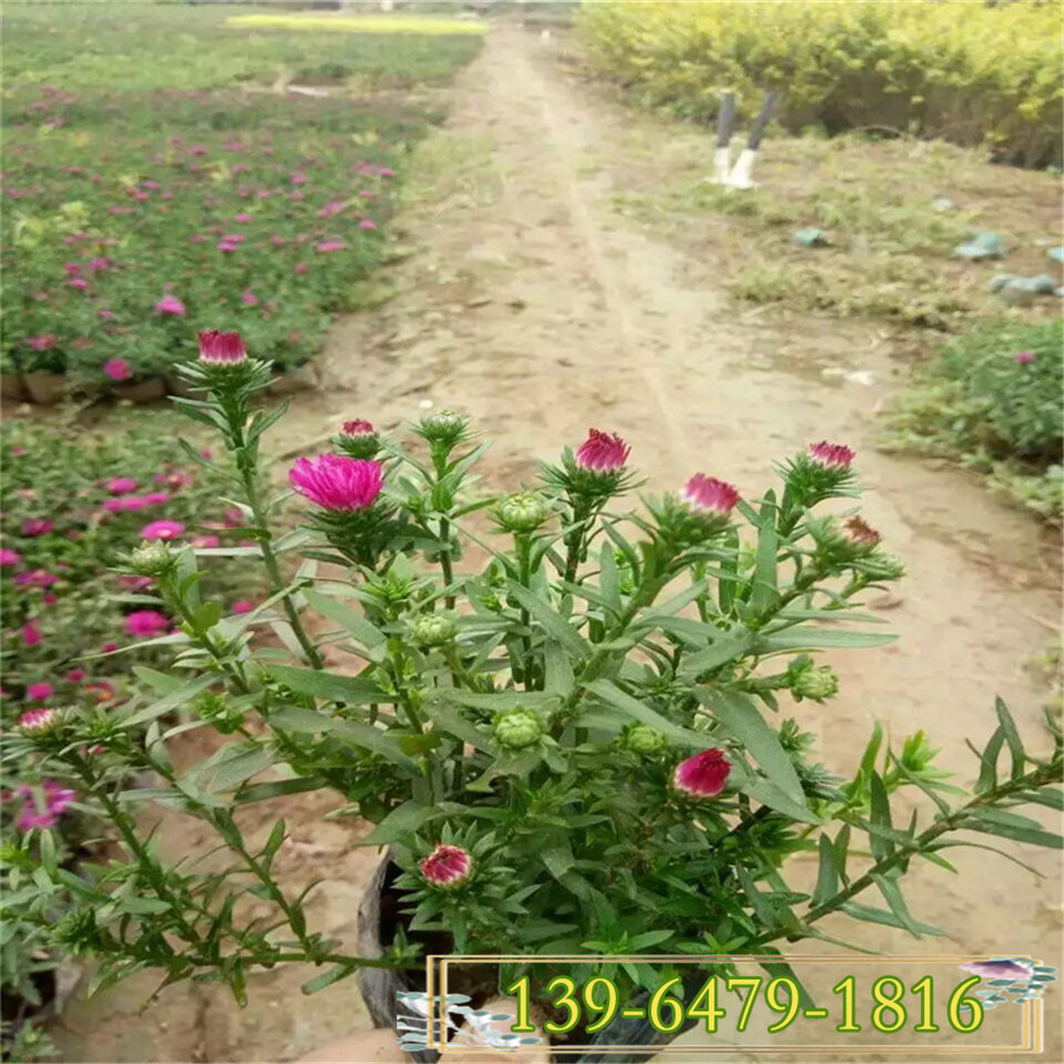 8-10月开花的耐寒宿根花卉 荷兰菊小苗 花期长四季开花