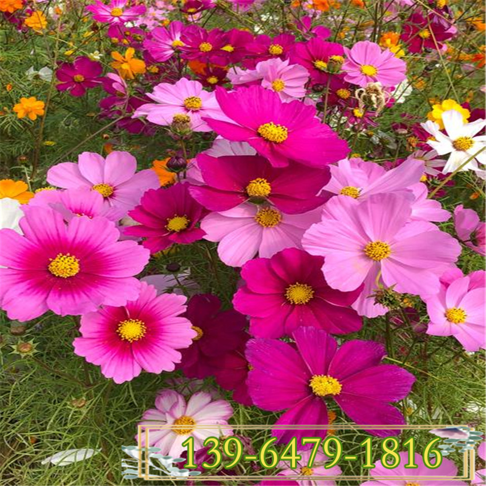 成苗1.5米中杆波斯菊组合 景观花卉草花花海 农庄花园波斯菊小苗供应