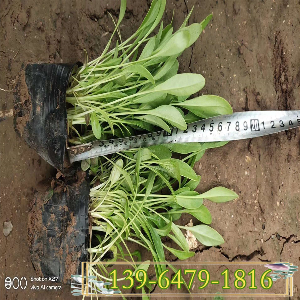 营养杯大花金鸡菊种苗 绿化地被金鸡菊工程苗价格 青州花卉