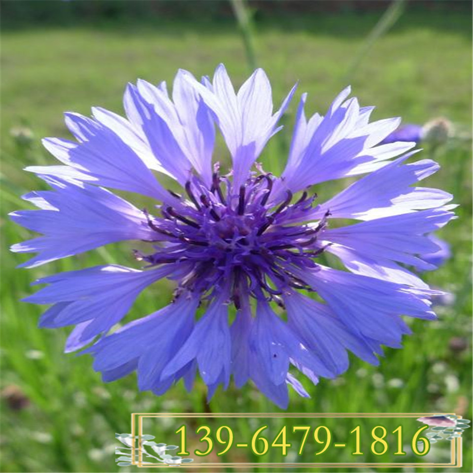 批发各种花卉种子 山东矢车菊种苗 蓝芙蓉景区可盆栽 
