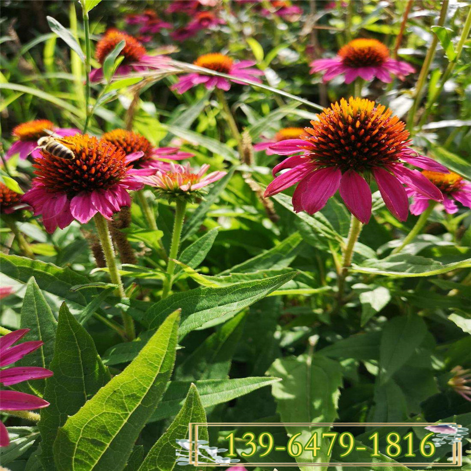 花期5-8月松果菊价格 紫花松果菊种苗 粉花松果菊小苗供应