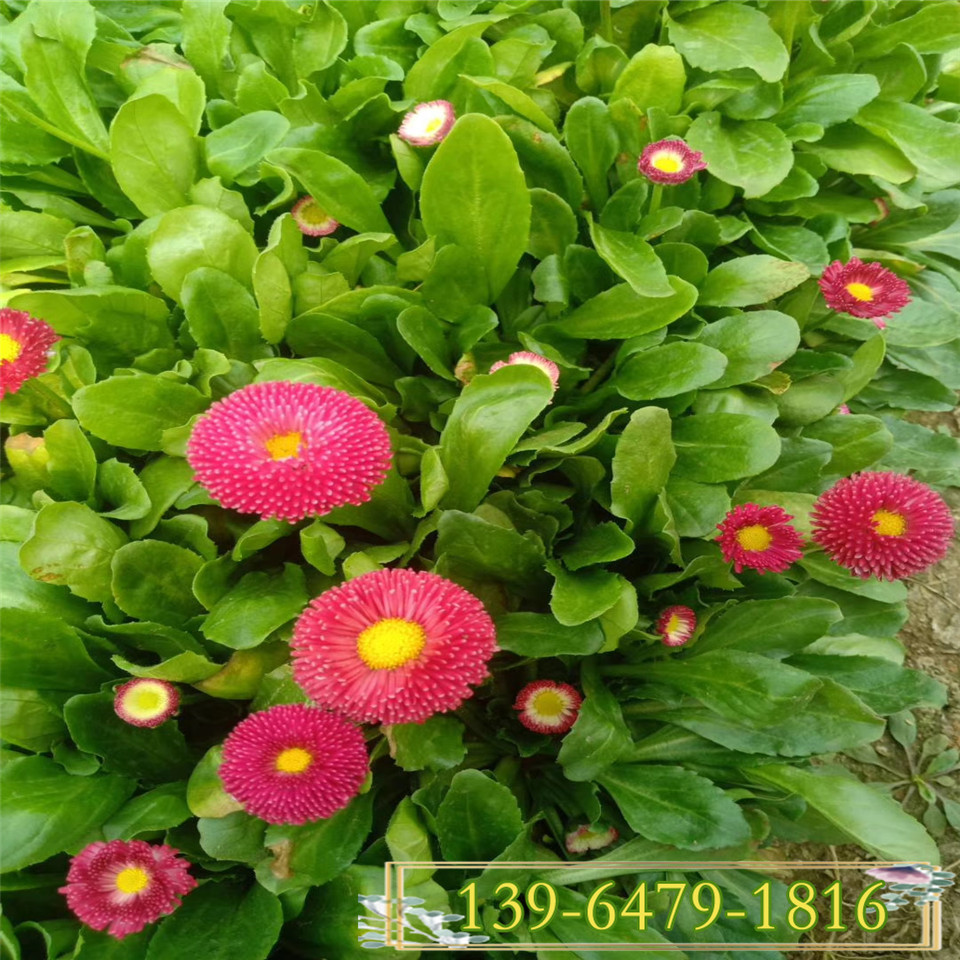 青州培育供应种苗 雏菊营养杯苗 开花好的小雏菊盆栽带土苗