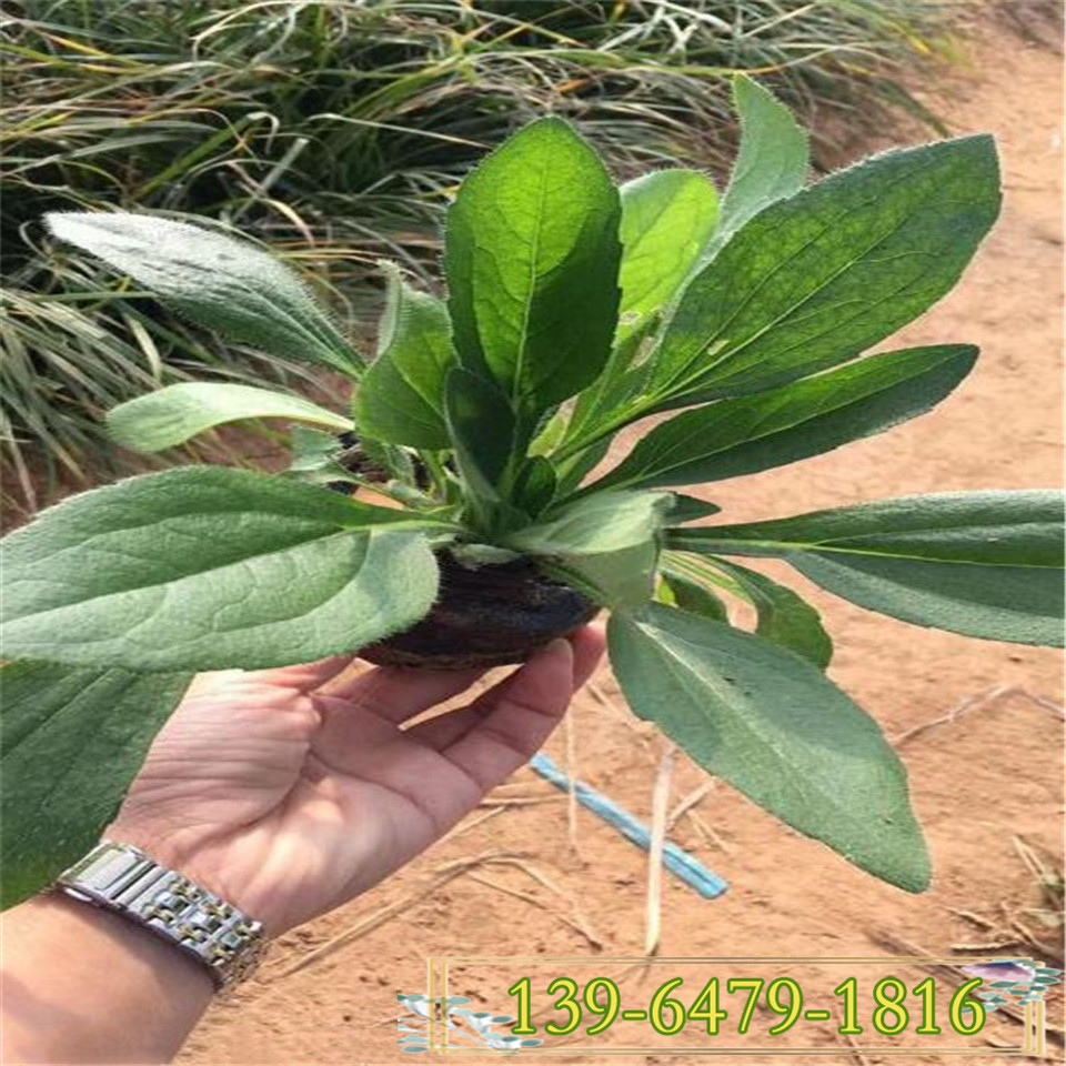 黑心菊小苗种植 黑心菊营养钵苗批发 宿根花卉金光菊种植基地