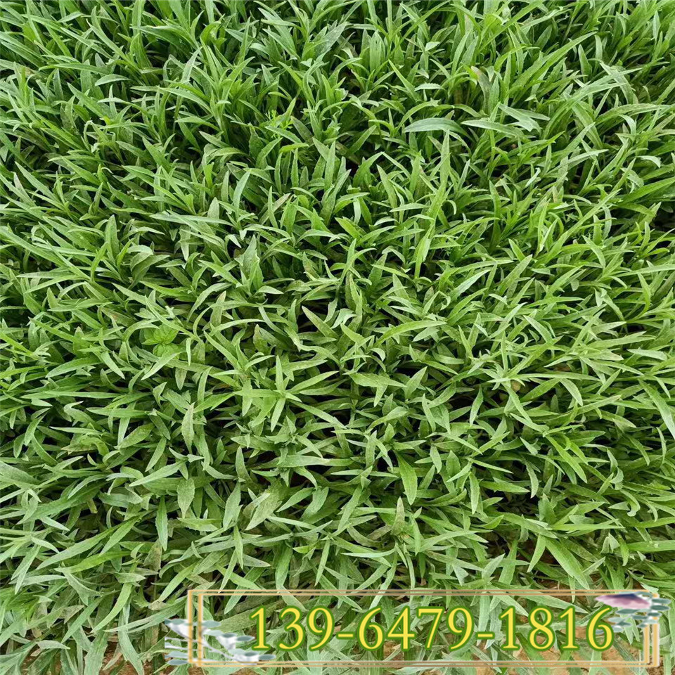 芙蓉矢车菊种苗 较耐寒苗矢车菊杯苗 蓝色花海设计用花