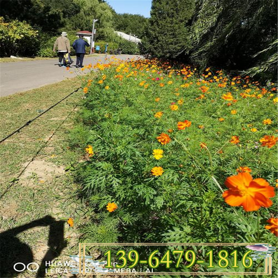 高度15公分波斯菊苗 高杆大波斯菊种子 秋英格桑花苗基地