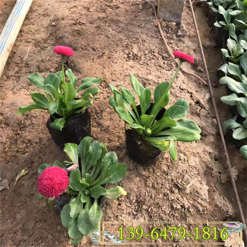 青州草花基地雏菊营养杯苗 早春开花雏菊种苗 开花率好的雏菊小苗