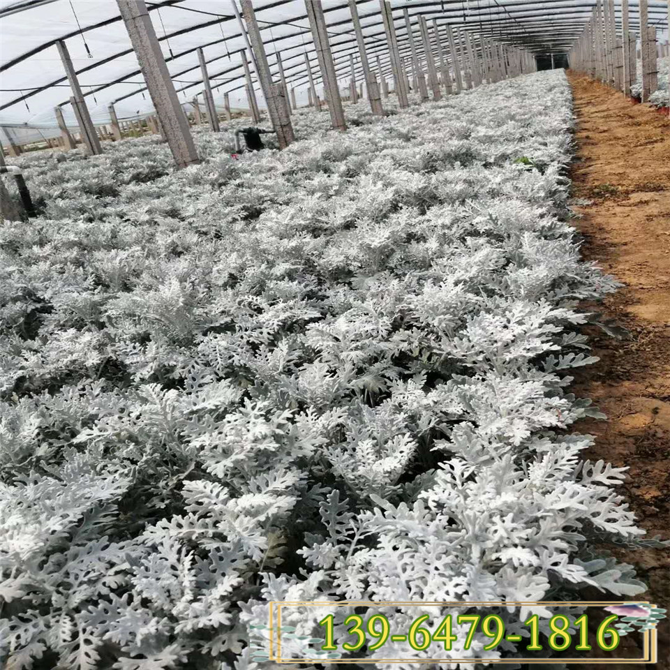 一二年生银叶菊袋苗 花镜镶边银叶菊盆苗 青州四季草花基地