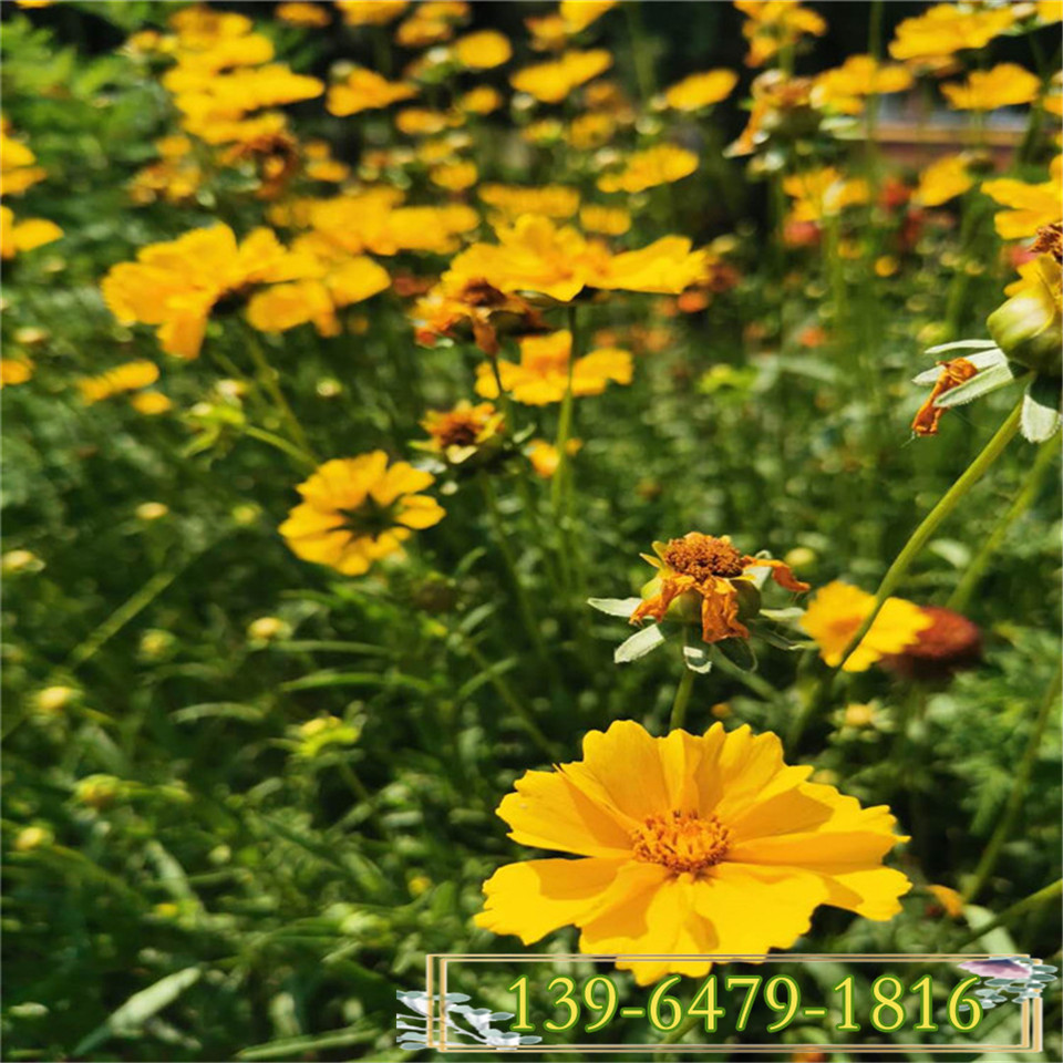 青州金鸡菊种子价格 种植基地金鸡菊袋苗 重瓣大花金鸡菊种苗