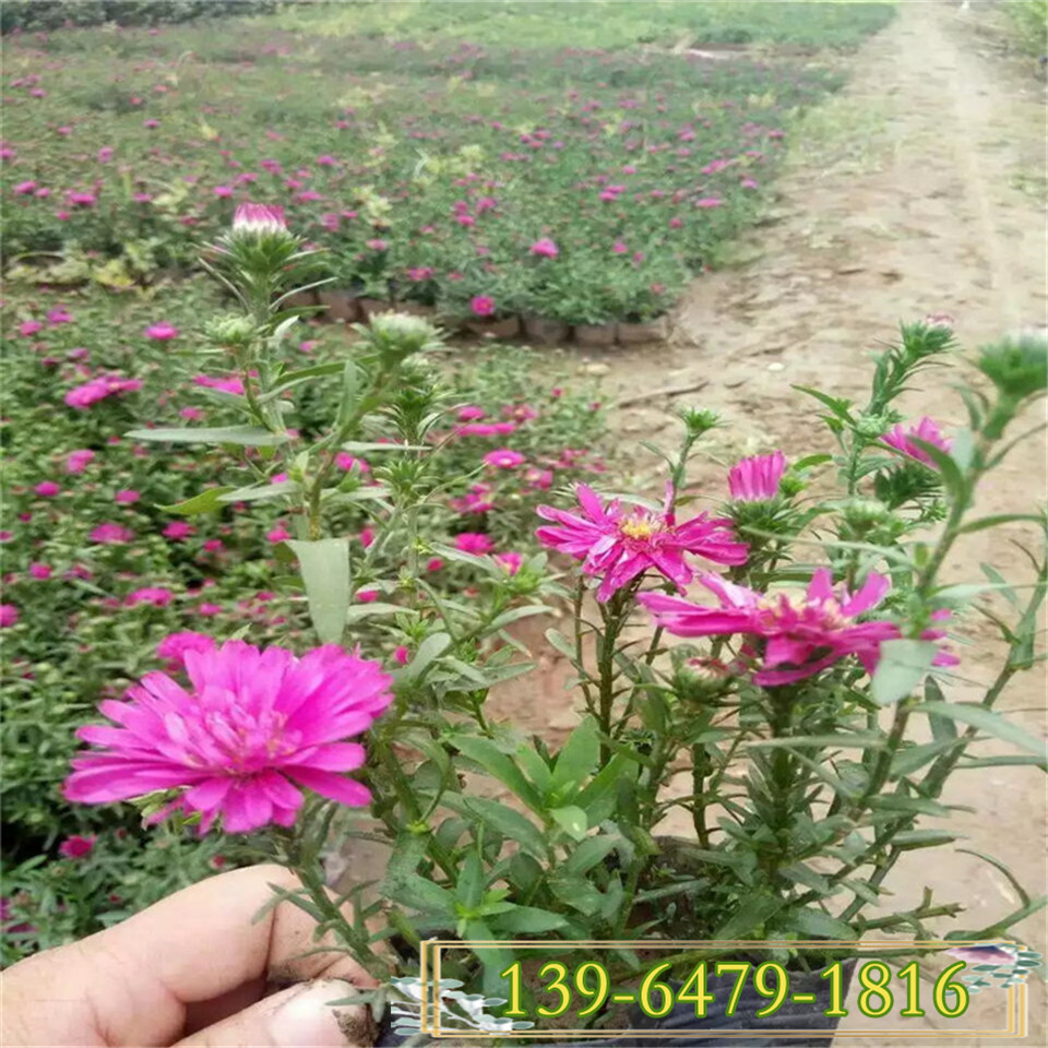 荷兰菊花苗苗圃 青州荷兰菊盆苗 批发玫红色花卉荷兰菊工程苗