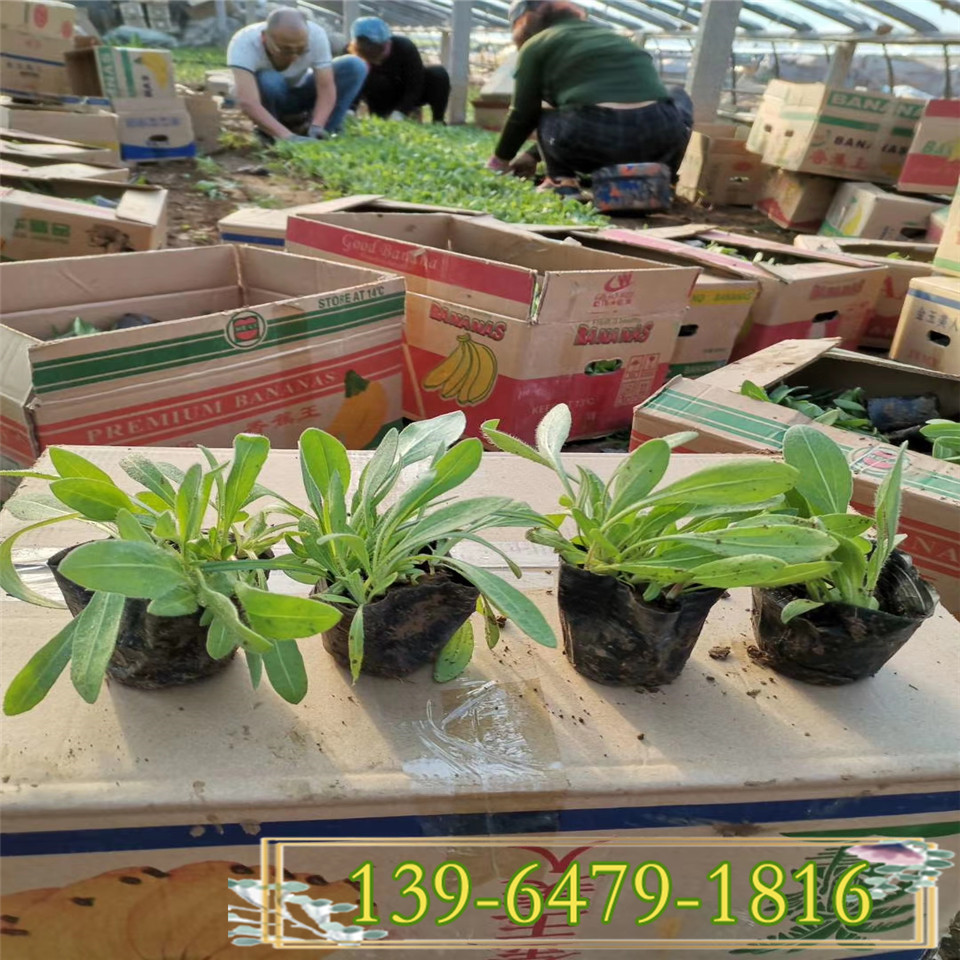 天人菊小苗基地 山东五色菊种植基地 天人菊种苗种植基地