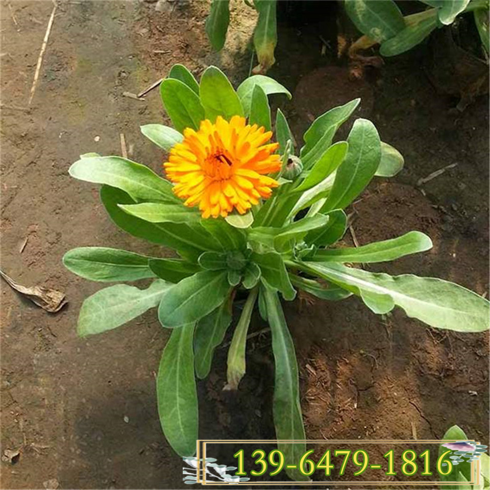 橘黄色花卉金盏菊种苗 大量批发冬季花卉金盏菊盆栽苗