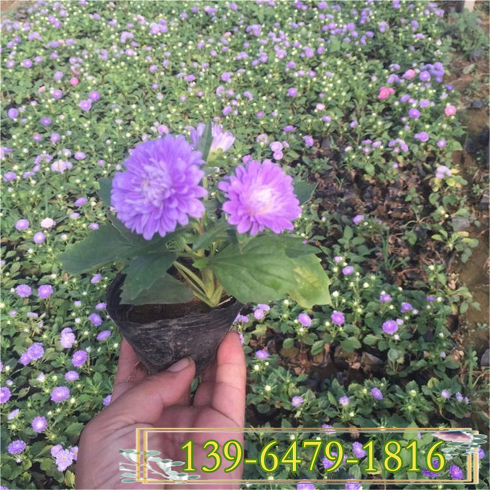 翠菊小苗 节庆租摆观赏 室内花卉盆栽 工程绿化草本花卉翠菊