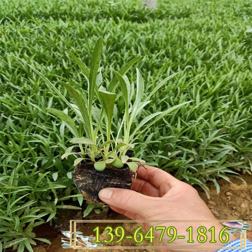 批发蓝花矢车菊袋苗 蓝芙蓉幼苗 翠兰营养钵苗青州花卉