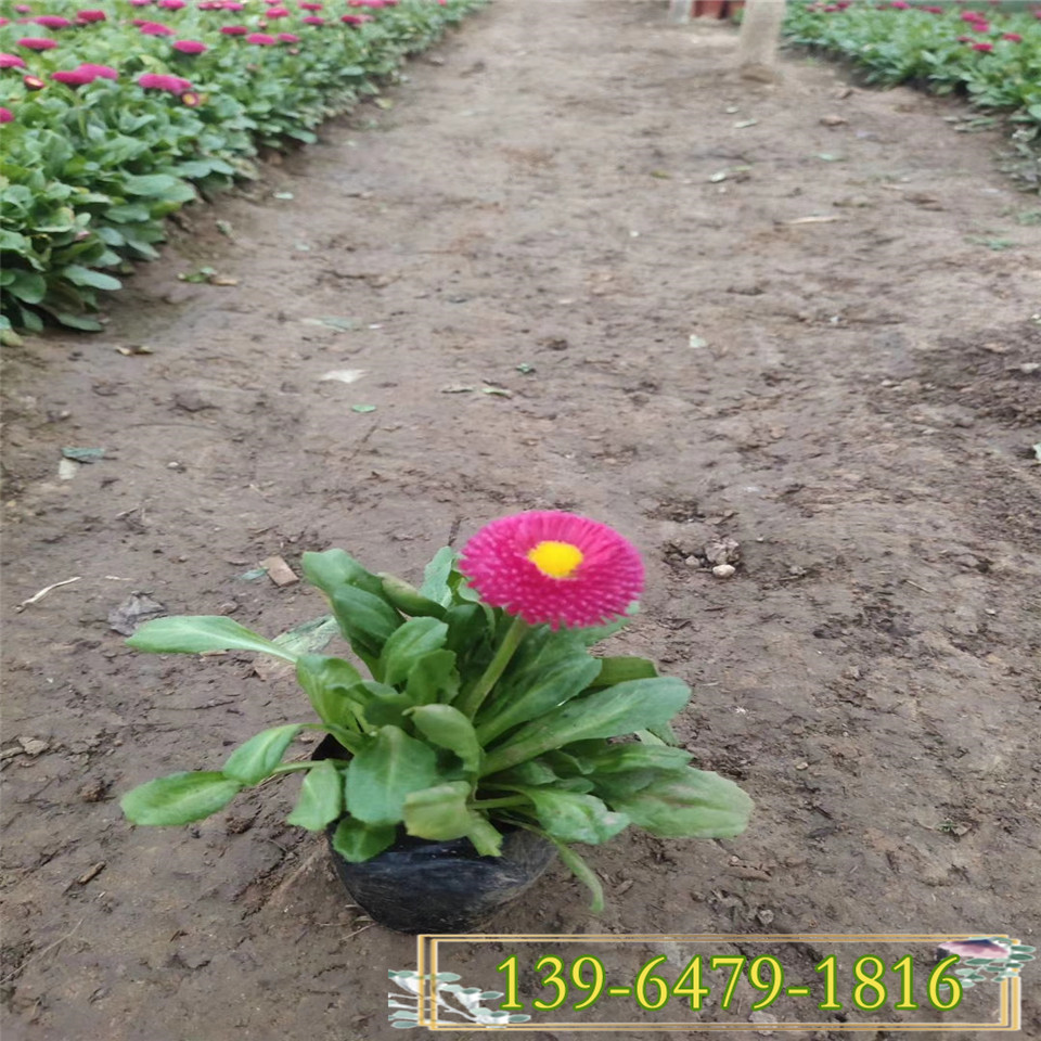 供应红色花卉雏菊种苗  雏菊小苗 山东花卉种植基地