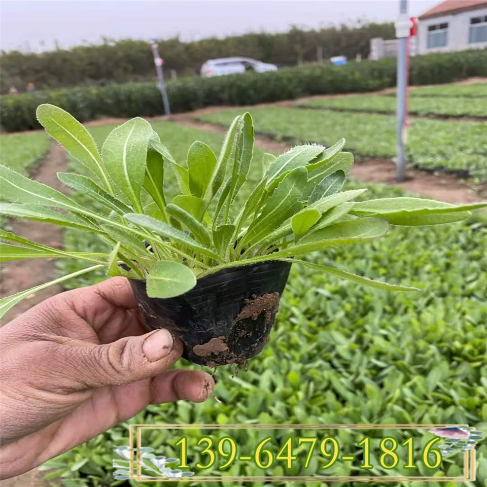 天人菊营养钵苗 金光菊种苗 绿化工程苗 多年生耐旱花卉青州基地