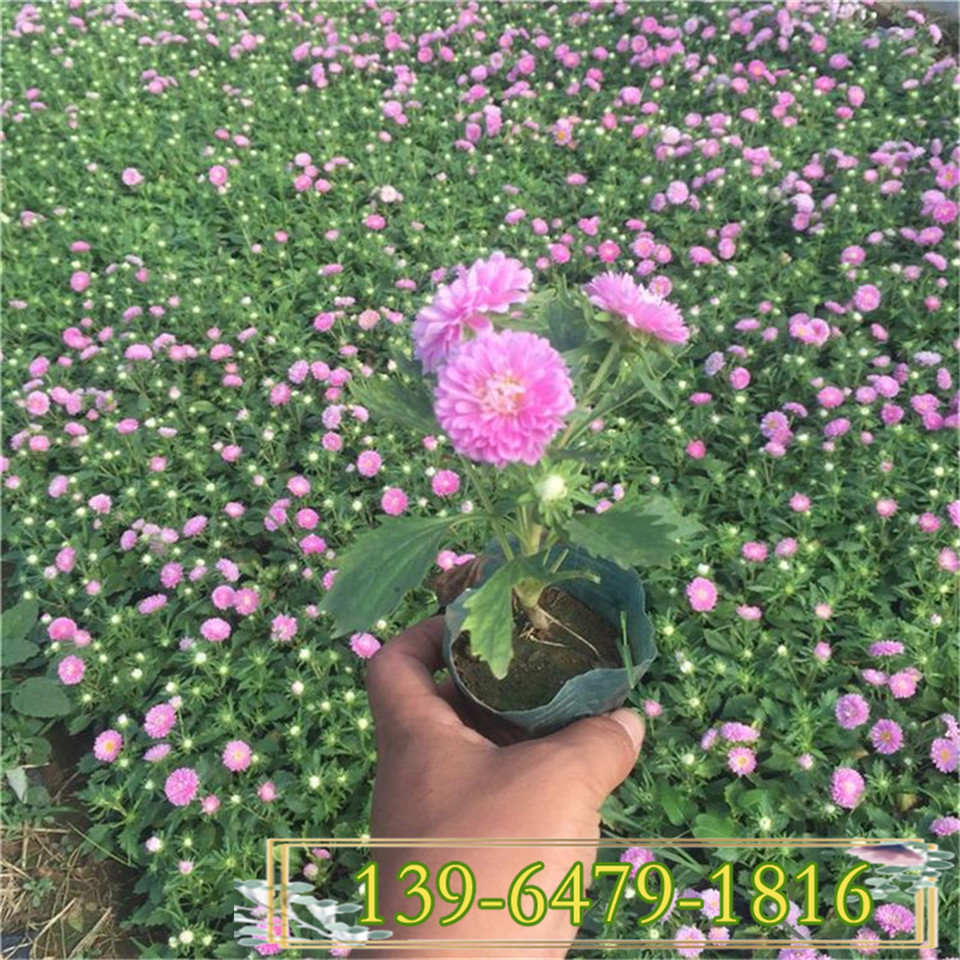 翠菊草花基地现货 各种菊类小苗售卖 8月上市花卉雏菊双色杯