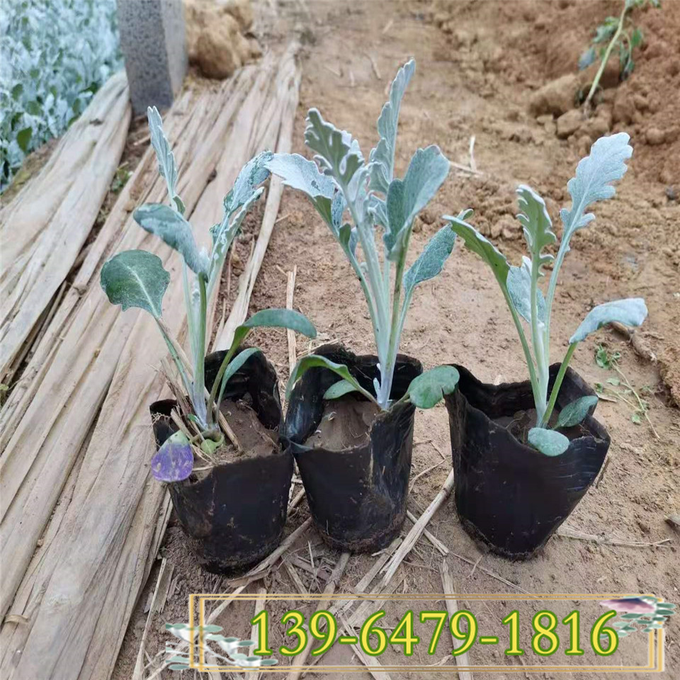 银叶菊小苗 银叶菊杯苗价格 青州草花基地 银白色叶片植物