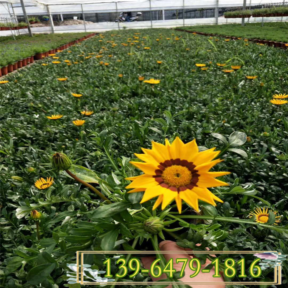 批发供应花卉勋章菊盆苗 勋章花小苗 多色勋章菊130盆价格