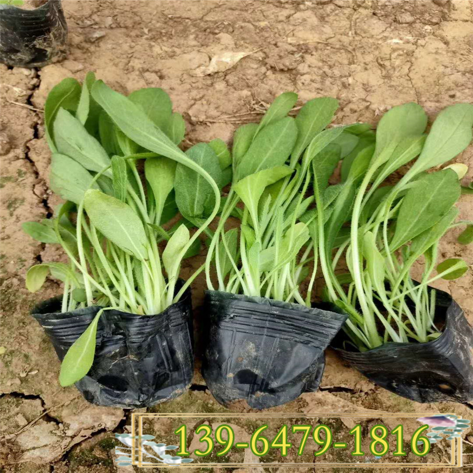 多年生花卉黑心菊幼苗价格 满盆黑心菊杯苗基地 花海设计制造