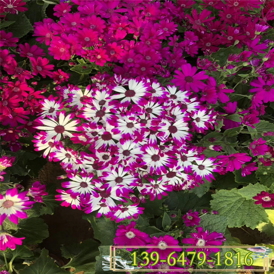 供应蓝色瓜叶菊盆栽苗价格 便宜的好品质满盆瓜叶菊 青州花卉