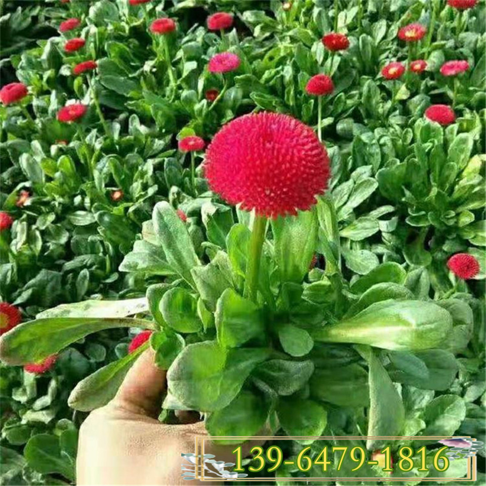 雏菊冬季景观花卉 青州花卉基地培育供应 红色双色杯雏菊