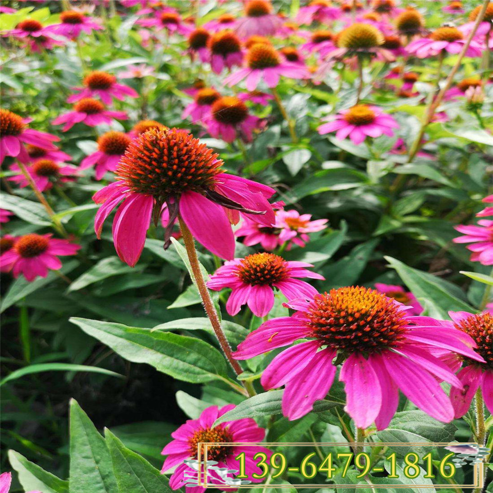 宿根花卉松果菊小苗 青州松果菊种苗批发 植株茂盛紫锥菊