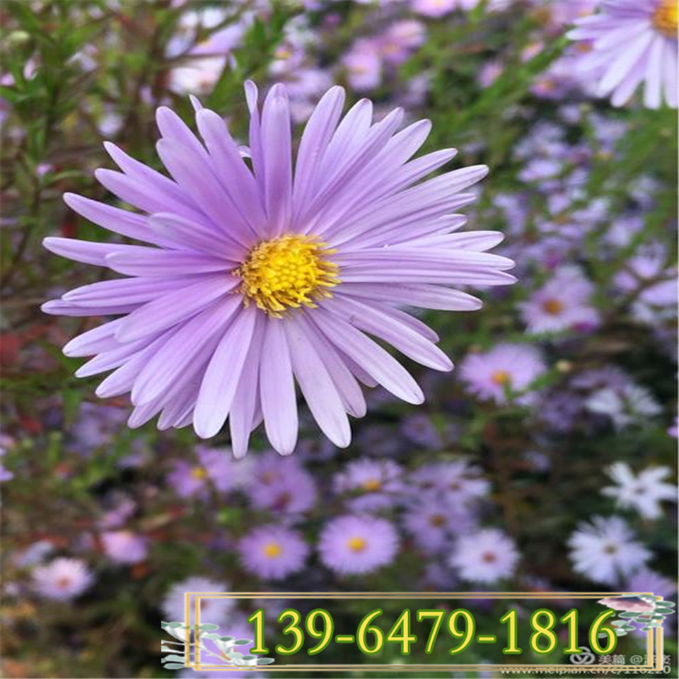 高山紫菀营养钵苗 基地批发宿根花卉 欧洲紫菀小苗