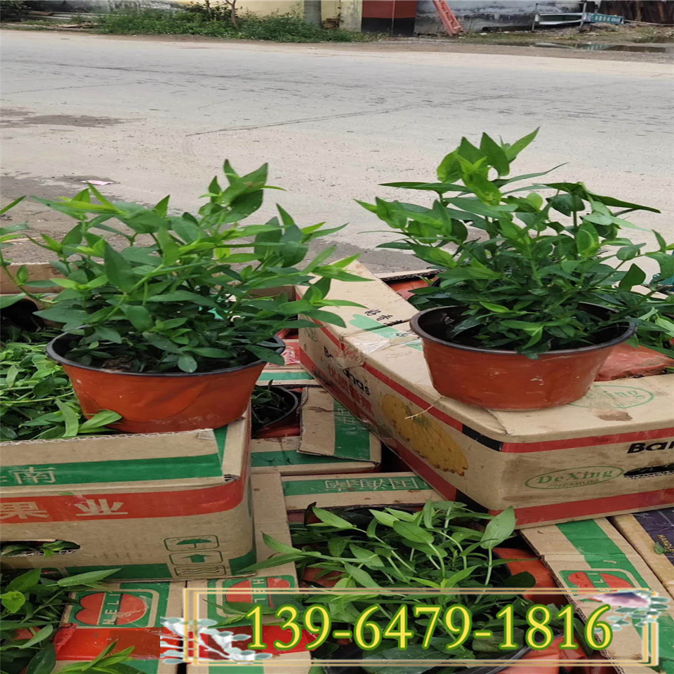 花卉高山紫菀袋苗 欧洲紫菀小苗 耐寒抗热耐旱紫菀基地