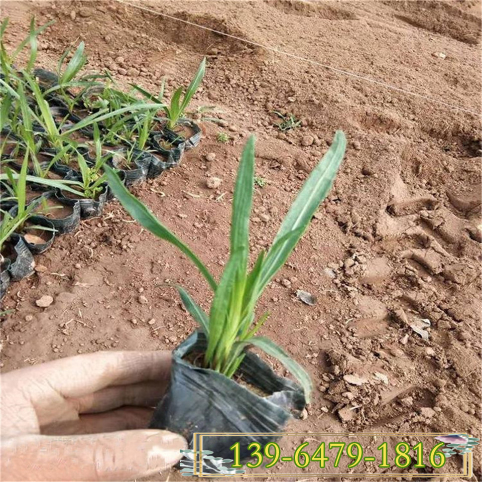 蛇鞭菊袋苗 成苗1米以上绿化植物 基地直供各类菊花小苗
