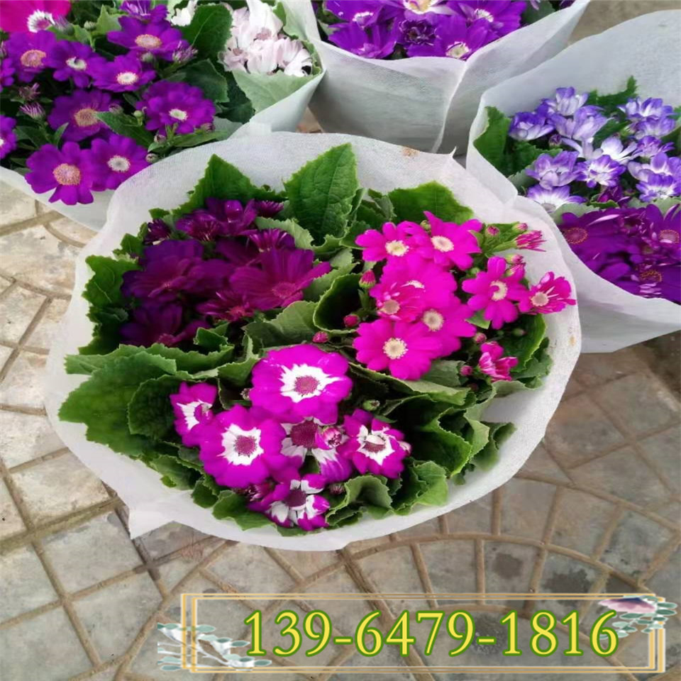 瓜叶菊小苗繁育基地 室内盆栽瓜叶菊可租摆 春节前后开花
