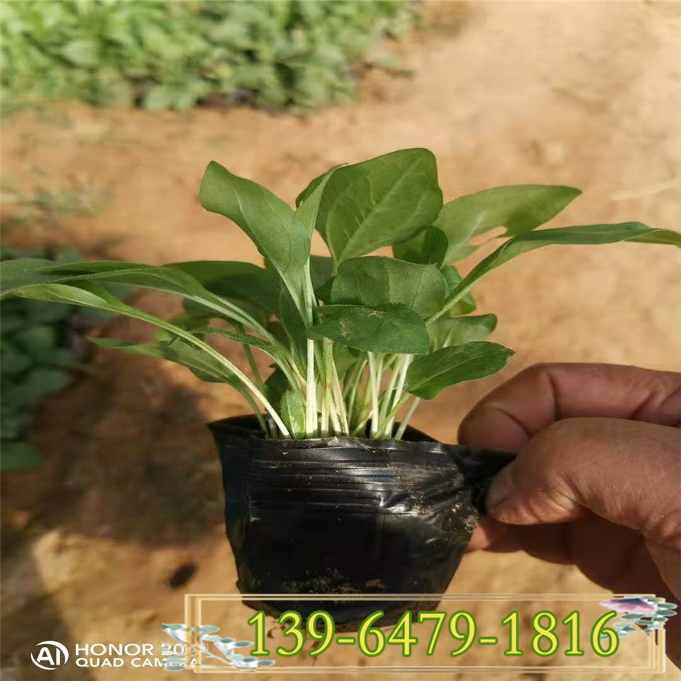 多年生花卉松果菊小苗 易成活好养活 耐贫瘠少养护花卉
