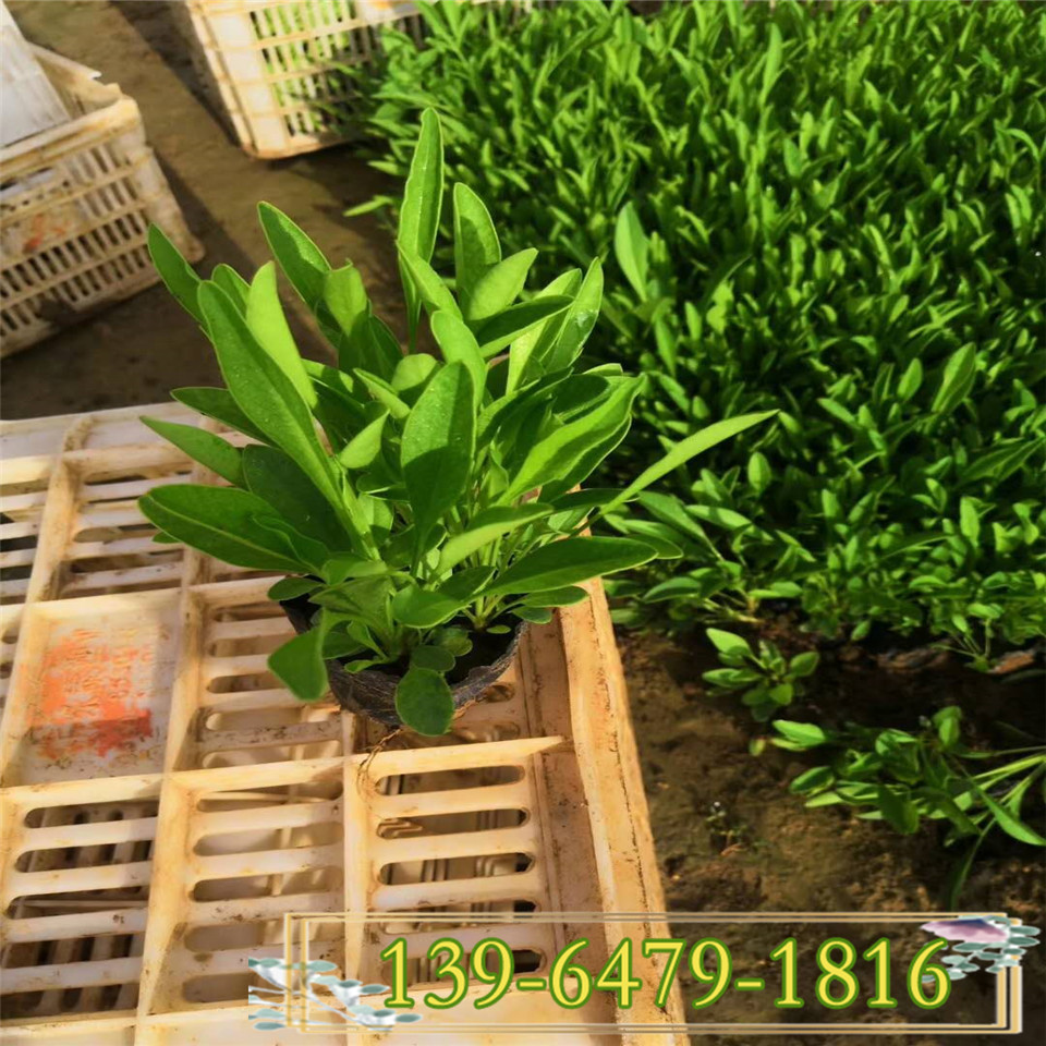 工程绿化苗大花金鸡菊花苗  直销供应10-15公分重瓣金鸡菊小苗