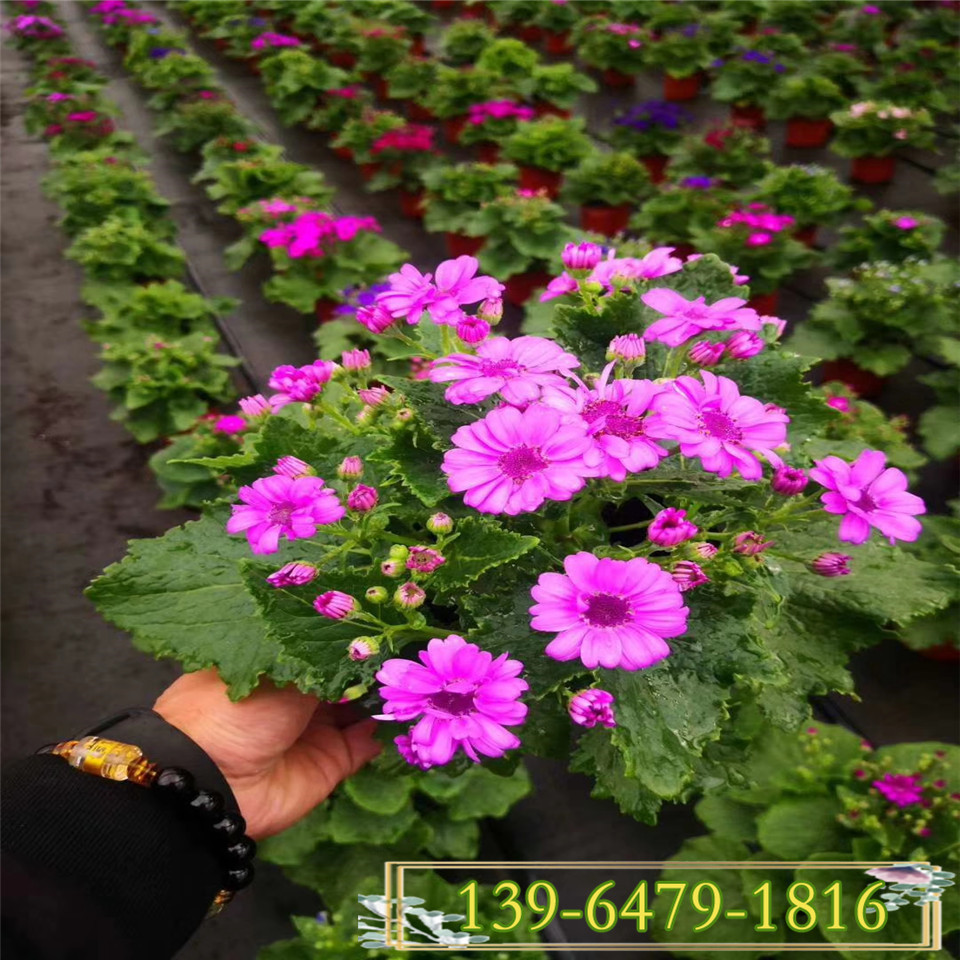 山东瓜叶菊价格 盆栽室内花卉租摆 青州基地花卉市场