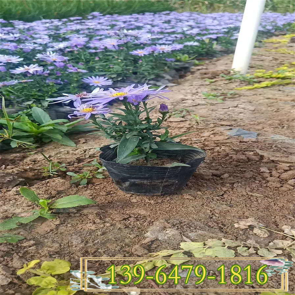 6-9月开花的高山紫菀杯苗价格  紫菀花苗批发基地 蓝色小野菊