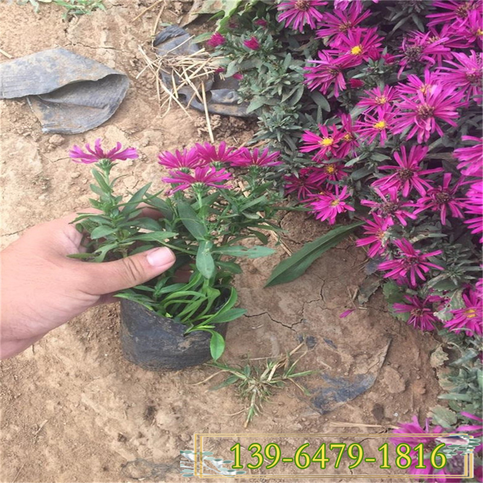 花期长的植物荷兰菊容器苗 营养杯荷兰菊报价 青州花卉