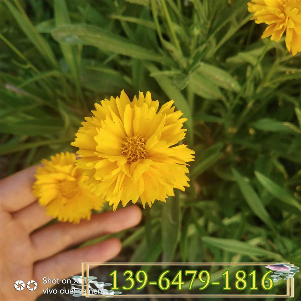 金鸡菊杯苗种植 大型金鸡菊小苗草花批发 宿根花卉种苗基地