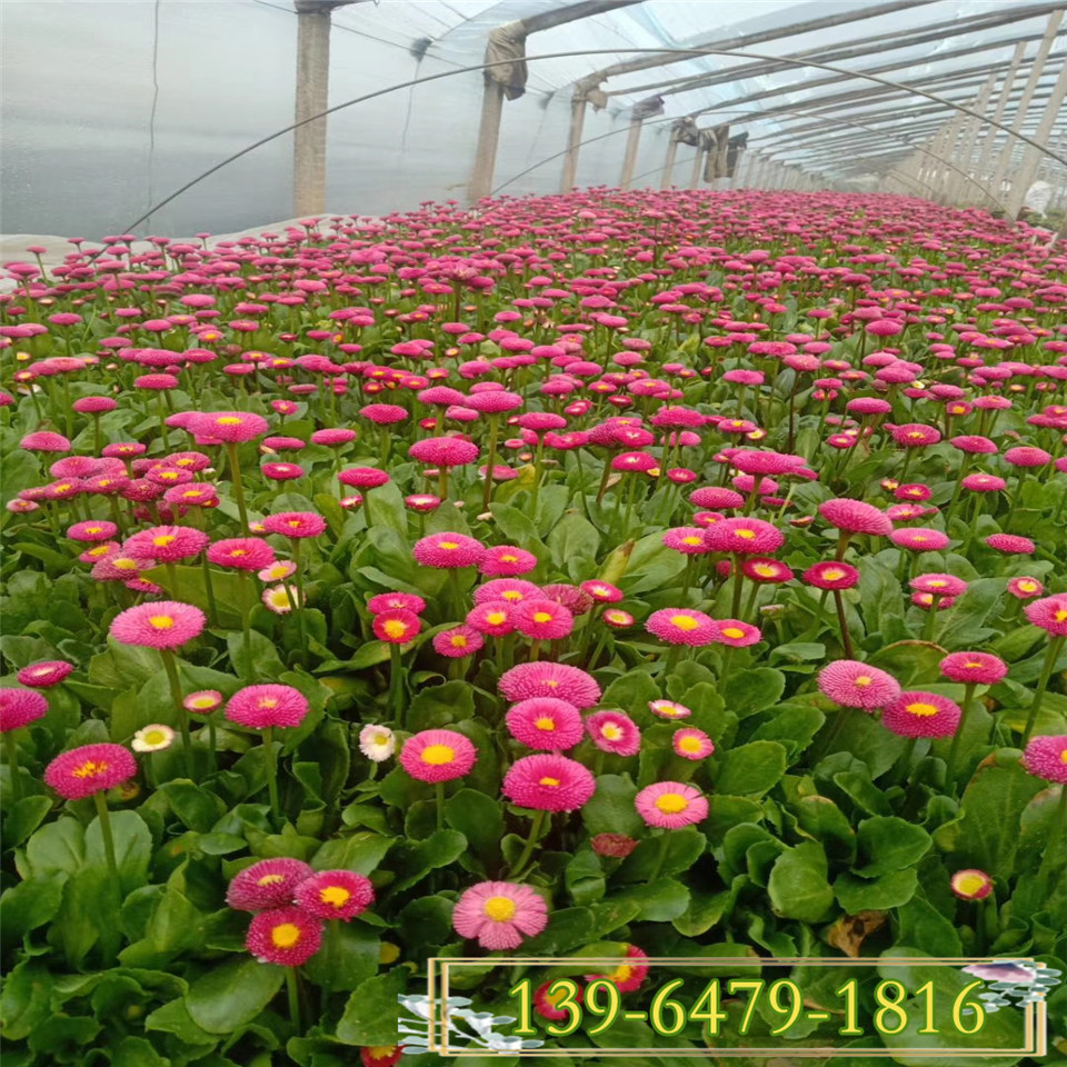 双色盆雏菊价格 抗冻草花雏菊杯苗 花卉批发公园绿化苗