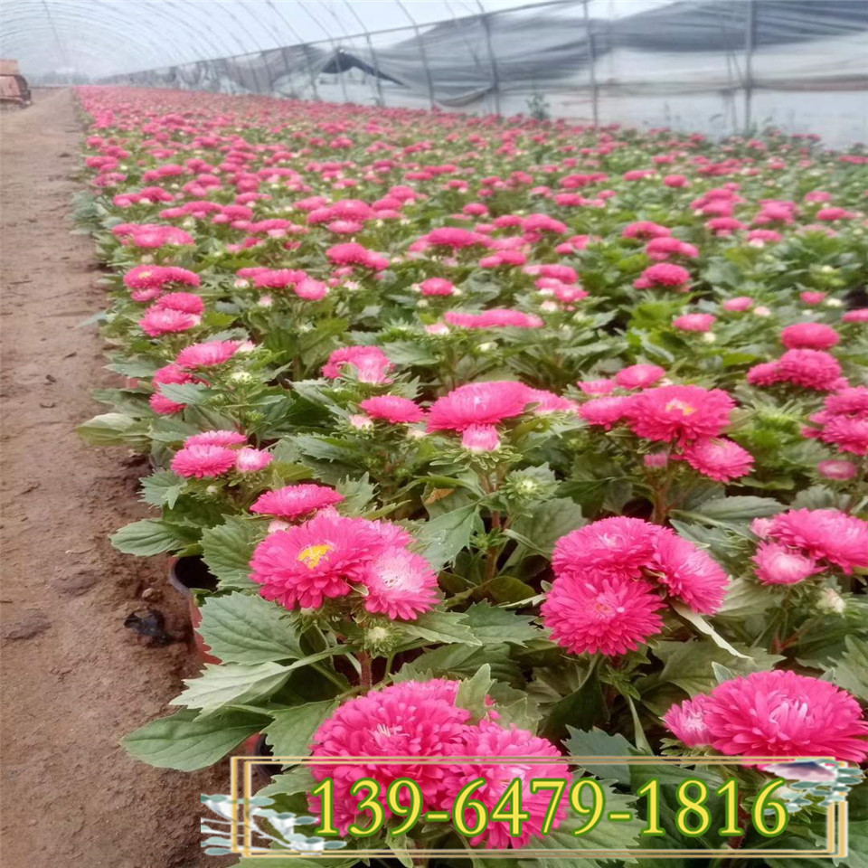 基地批发翠菊小杯苗  红花翠菊容器苗 耐寒观花植物